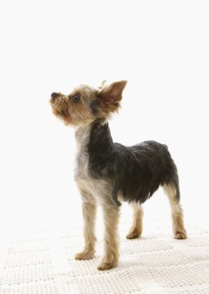 川崎にある安心宿泊のペットホテル