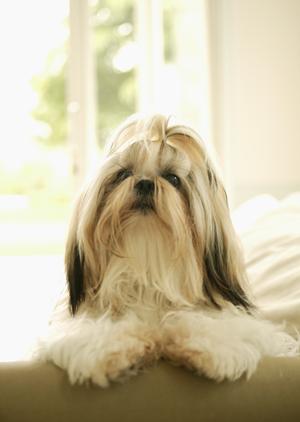 犬の健康管理に役立つ！ロイヤルカナンの療法食がおすすめの理由