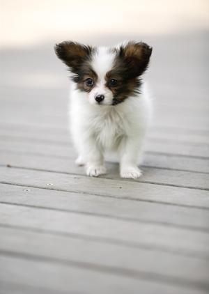 杉並区にある清潔で広々とした動物病院