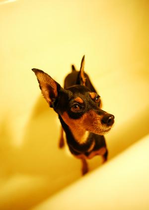 人気の子犬販売なら望月ドッグスタジアム