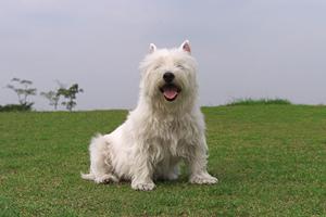 犬にノンシリコンのシャンプーを使うこと