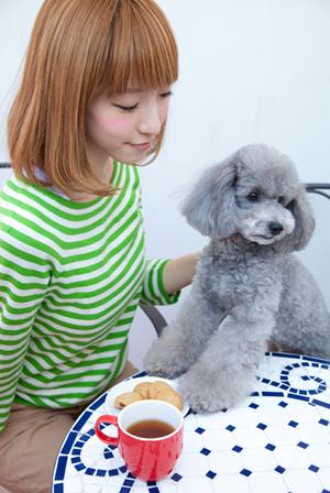 関西でも断然人気のティーカッププードル