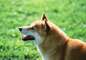 京都で動物病院を探している方へ