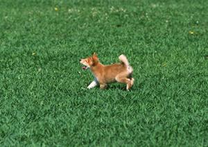 かわいい子犬のチワワをペットショップ